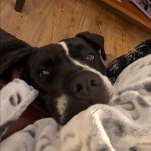 Meet your Posher, Annette